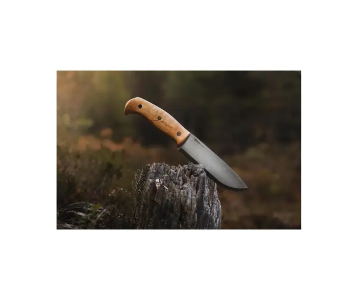 Helle Nord fastbladet kniv med skaft i krøllet birk placeret i træstub i skov